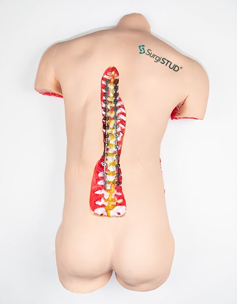 View of Surgical Spine training model