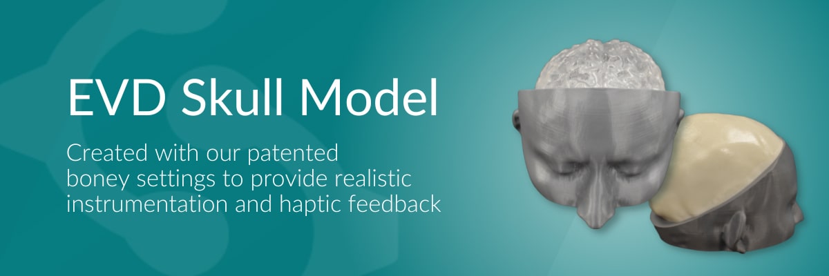 EVD Skull Model